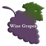 grapesrev