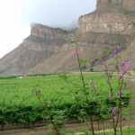 DSCF0177 (1)